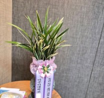 평택시청 동양란 배송 실제 배송사진