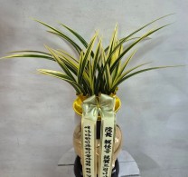 창원 취임식 동양란 배송 실제 배송사진