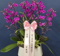 당선 축하 서양란 배송 실제 배송사진