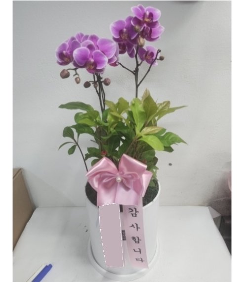 핑크 호접란 2대