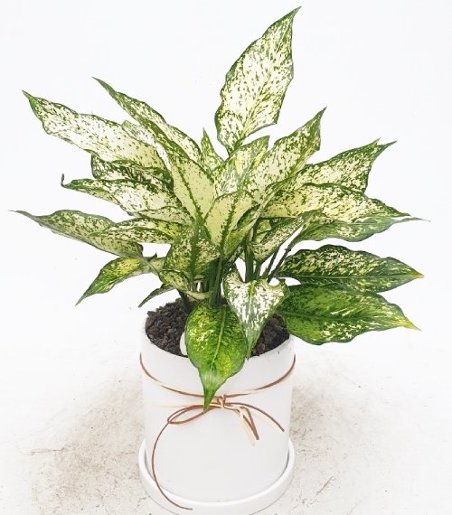 스노우사파이어