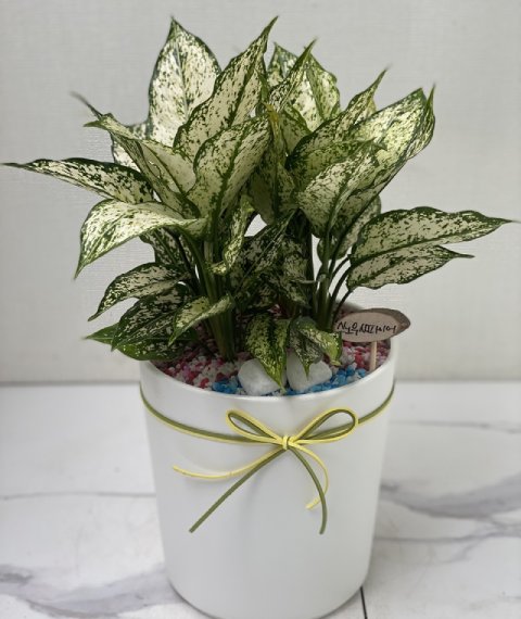 스노우사파이어