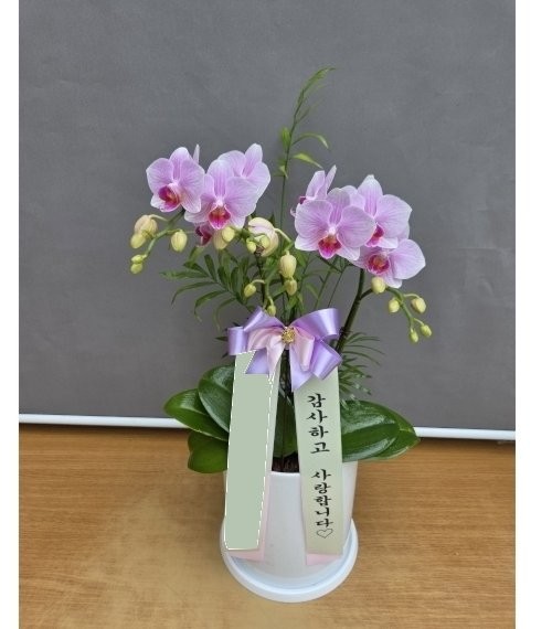 핑크 호접란 2대 상품 이미지