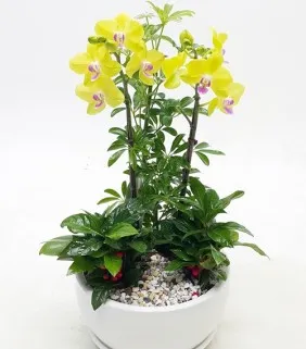 Phalaenopsis orchids yellow (celebration gift)